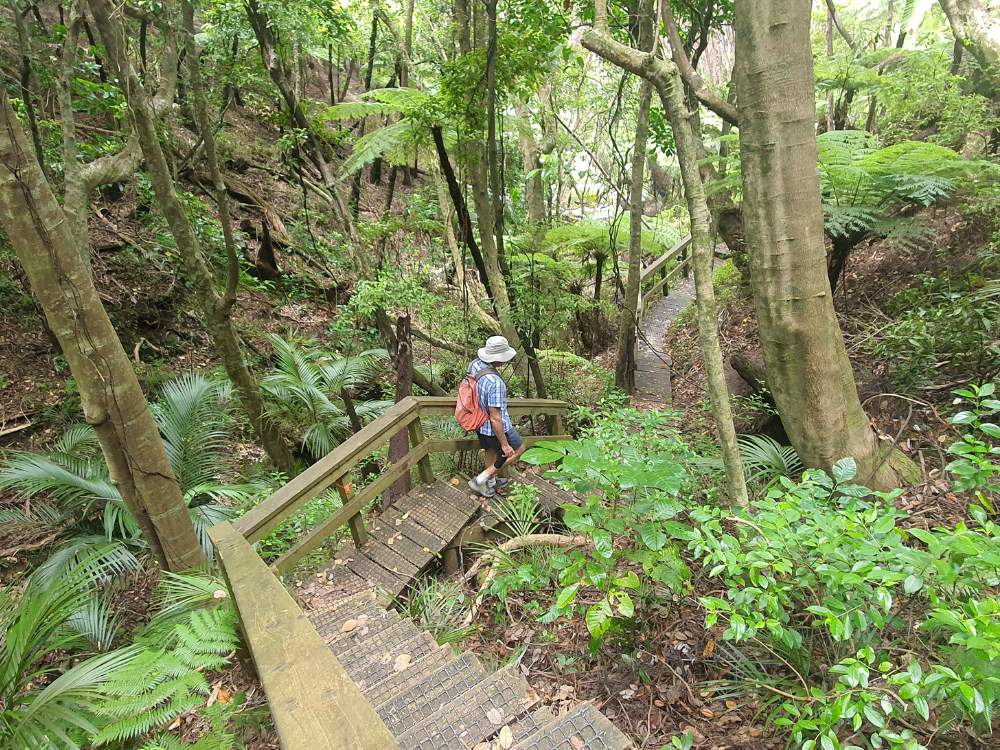 Steps through beautiful old bush on the Glenfern Loop Track at Port Fitzroy on Great Barrier Island by Sandra from Freewalks.nz New Zealand