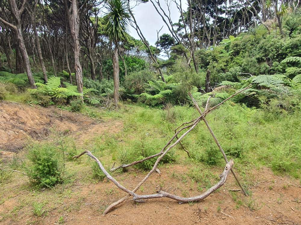 Sticks mark the track entrance past the stream on the Oneura Bay (Red Cliff Cove) Castle Peak Summit Loop Track on Great Barrier Island by Sandra from Freewalks.nz New Zealand