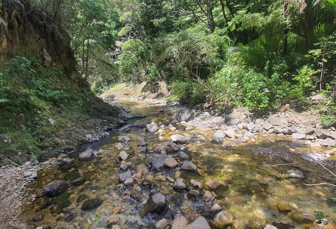 Very easy river crossing on the Mt Hobson walk on Great Barrier Island by Sandra from Freewalks.nz New Zealand