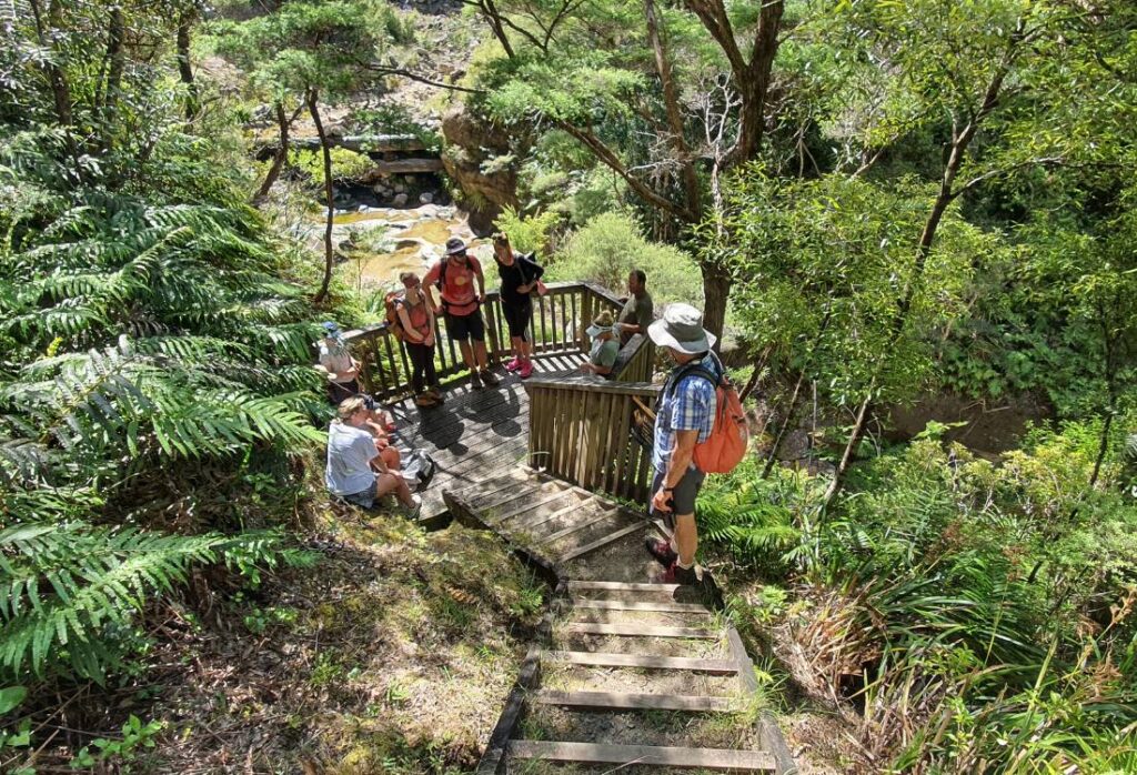 Mt Hobson Summit Loop Track on Great Barrier Island Freewalks.nz