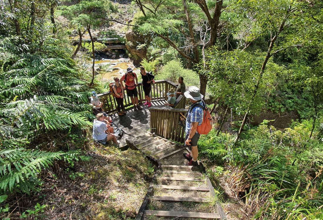 Viewing platform at the Kauri dam on the Mt Hobson walk on Great Barrier Island by Sandra from Freewalks.nz New Zealand