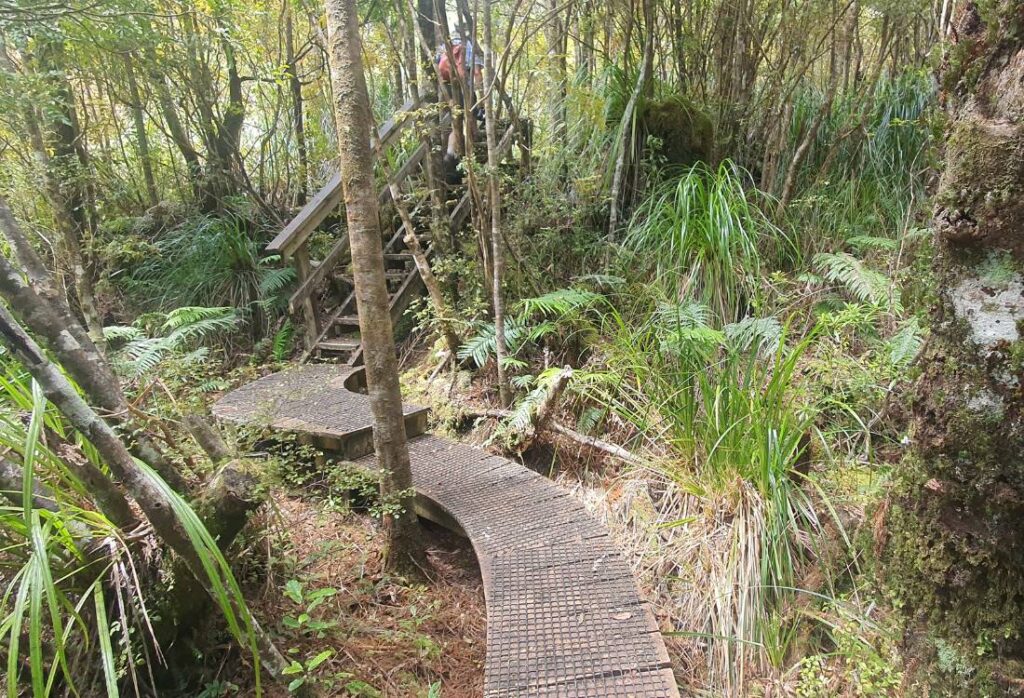 Mt Hobson Summit Loop Track on Great Barrier Island Freewalks.nz