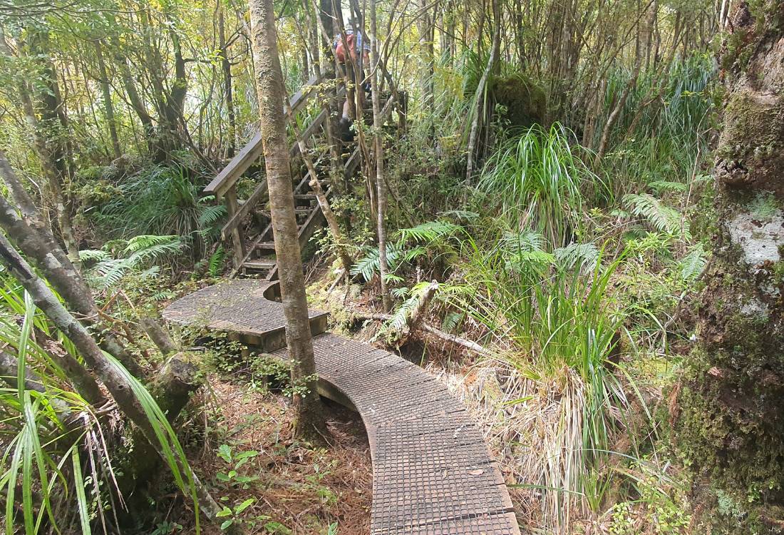 Wooden track and steps through the bush on the Mt Hobson walk on Great Barrier Island by Sandra from Freewalks.nz New Zealand
