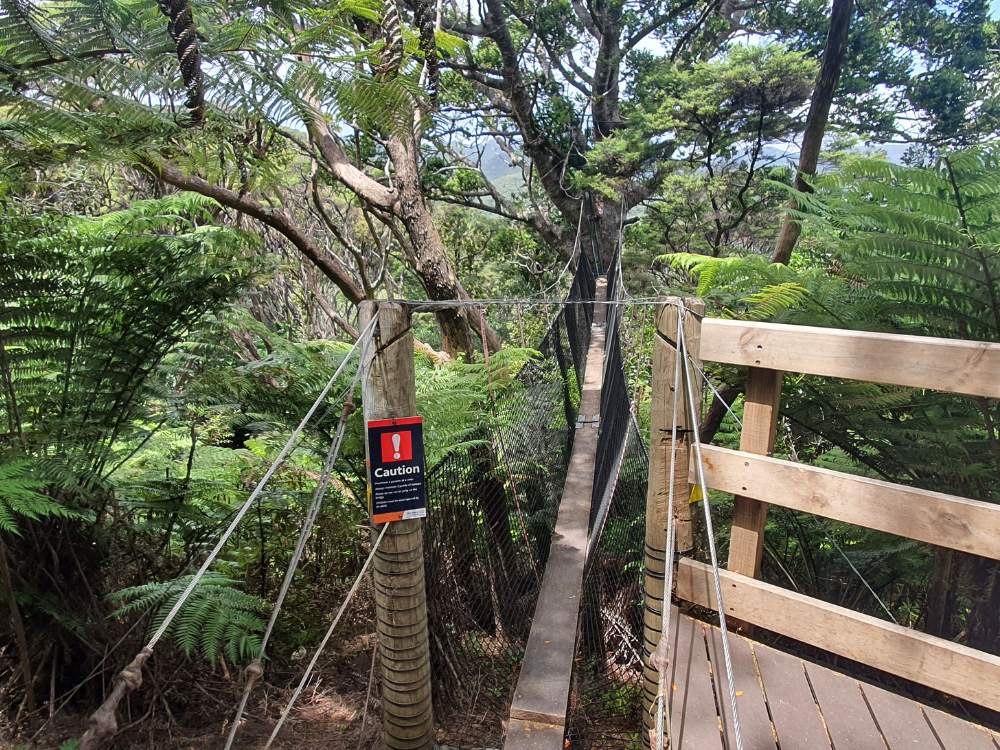 Swing bridge to the kauri tree on the Glenfern Loop Track at Port Fitzroy on Great Barrier Island by Sandra from Freewalks.nz New Zealand
