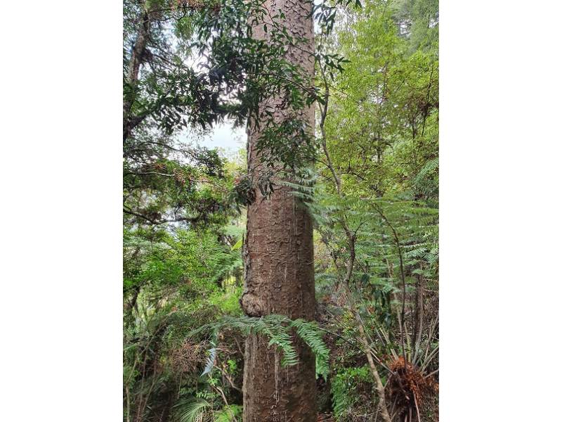 Large kauri, Kahikatea, Puriri and Puka trees in Clevedon Reserve