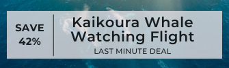 SAVE upto 42% Off - Kaikoura Whale Watching flight (1)