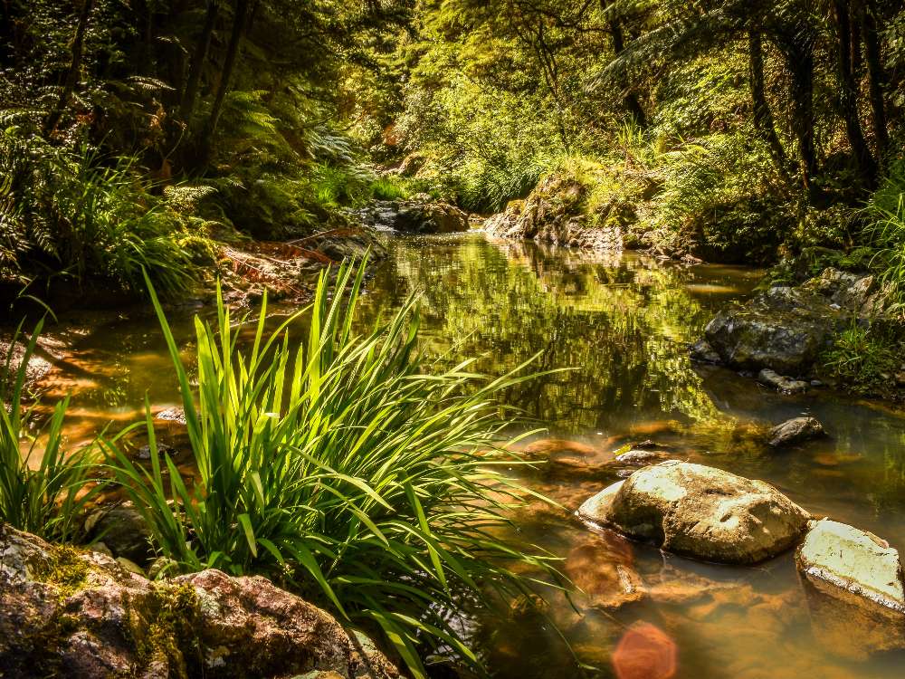 While I was walking through the Clevedon Reserve Stairway to Heaven walk near Papakura in New Zealand