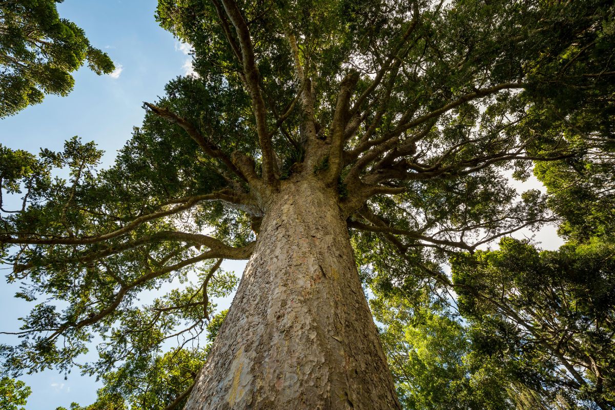 Kauri Tree on the Clevedon Reserve Stairway to Heaven walk