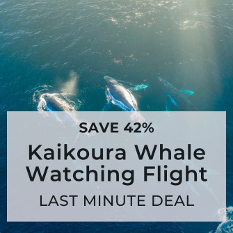 Kaikoura Whale Watching Flight