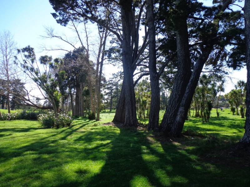 Oratia Stream Loop Walk (1)