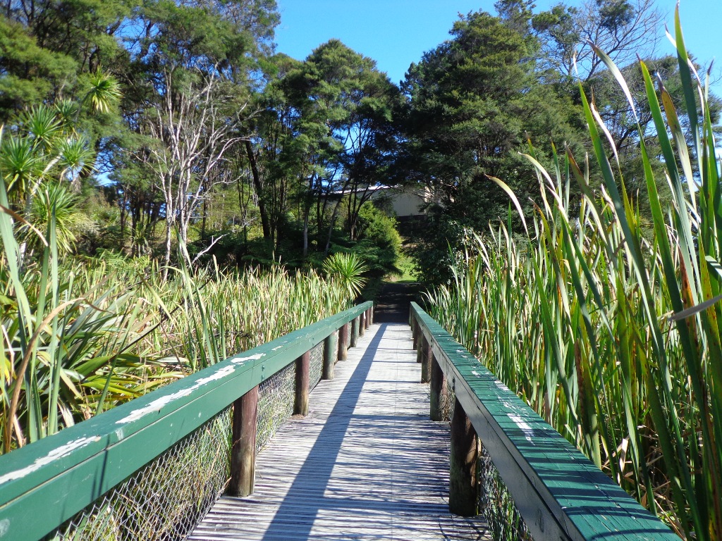 Glen Eden Bush walking path