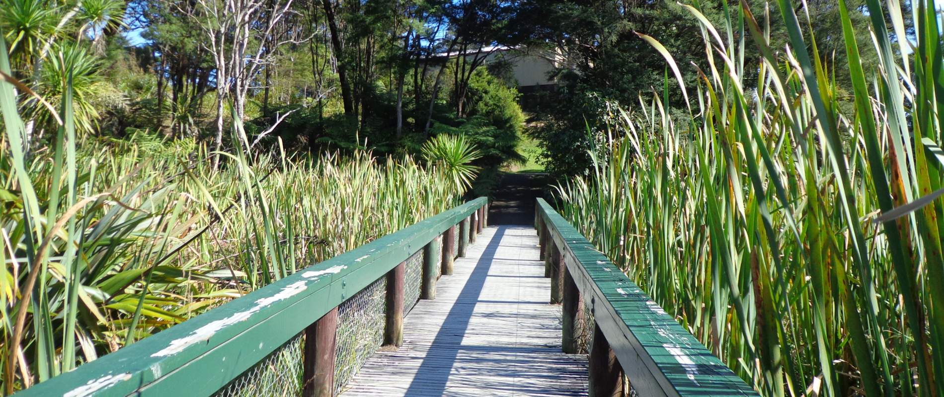 Glen Eden Bush and Stream Walk