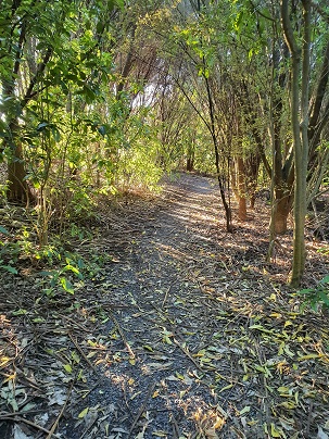Hamlin Bush Trail