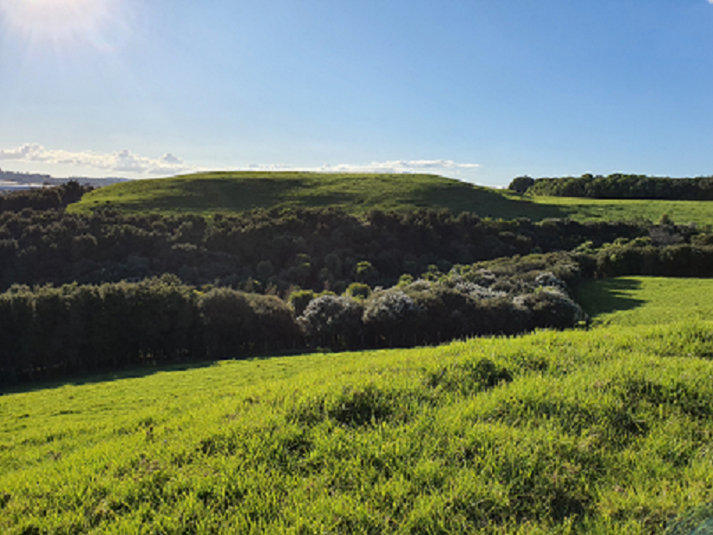 Hamlins Hill Grassland and Bush