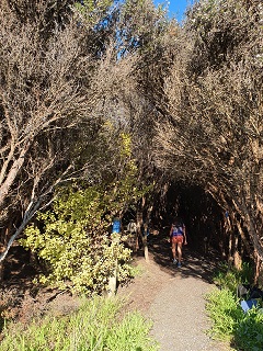 Hamlins Hill track into bush