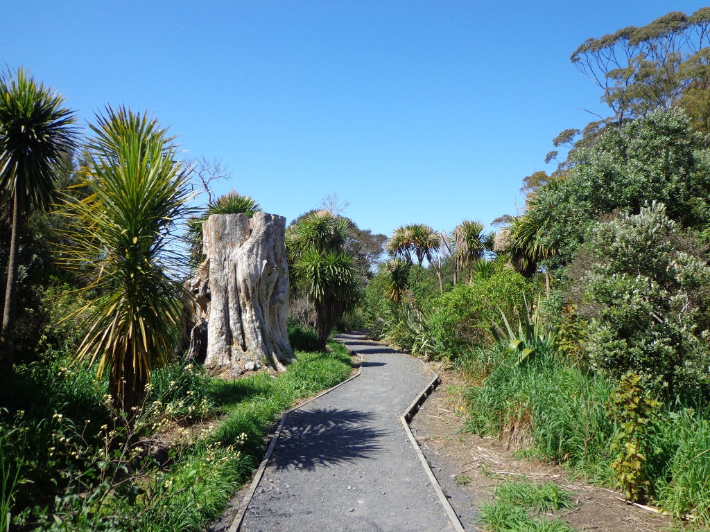 Henderson Creek walk path in West Auckland