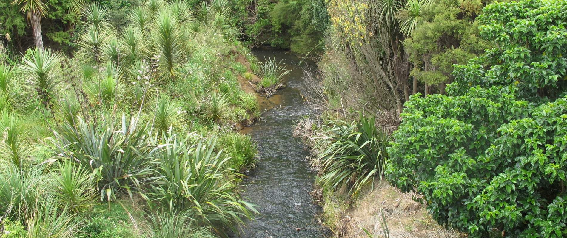 Henderson Opanuku Stream Circuit