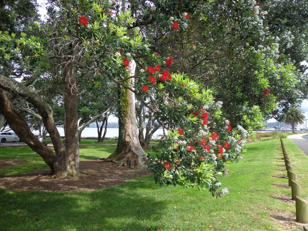 Mangere Bridge first pohutukawa