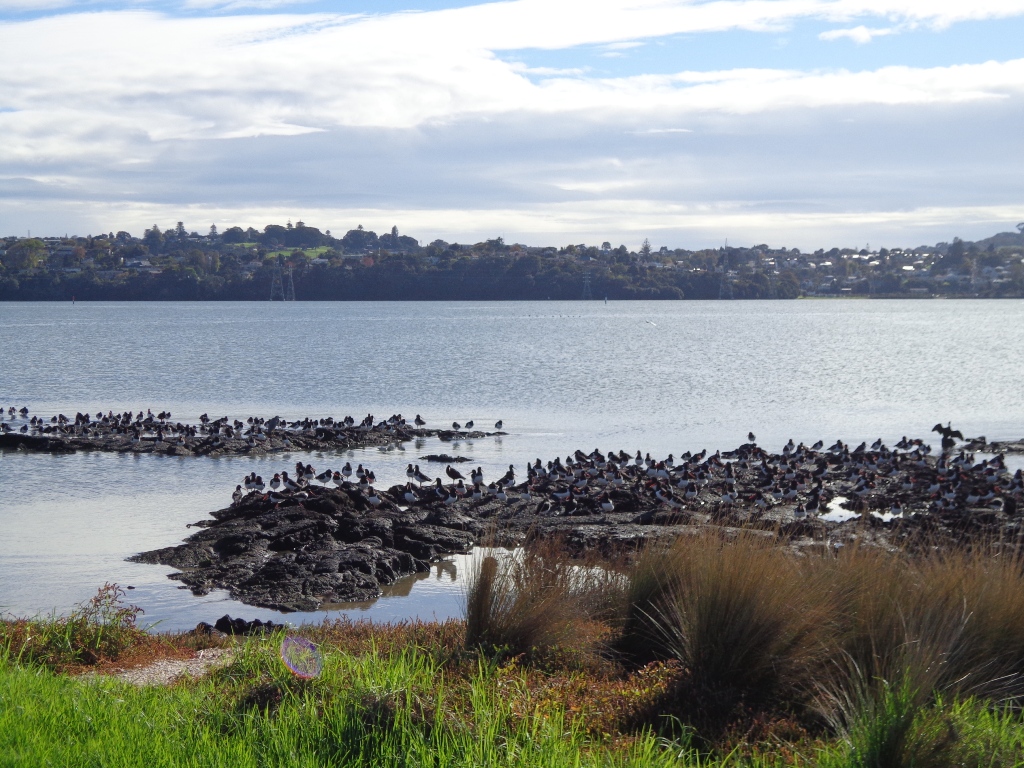 Mangere Esplanade Loop Walk