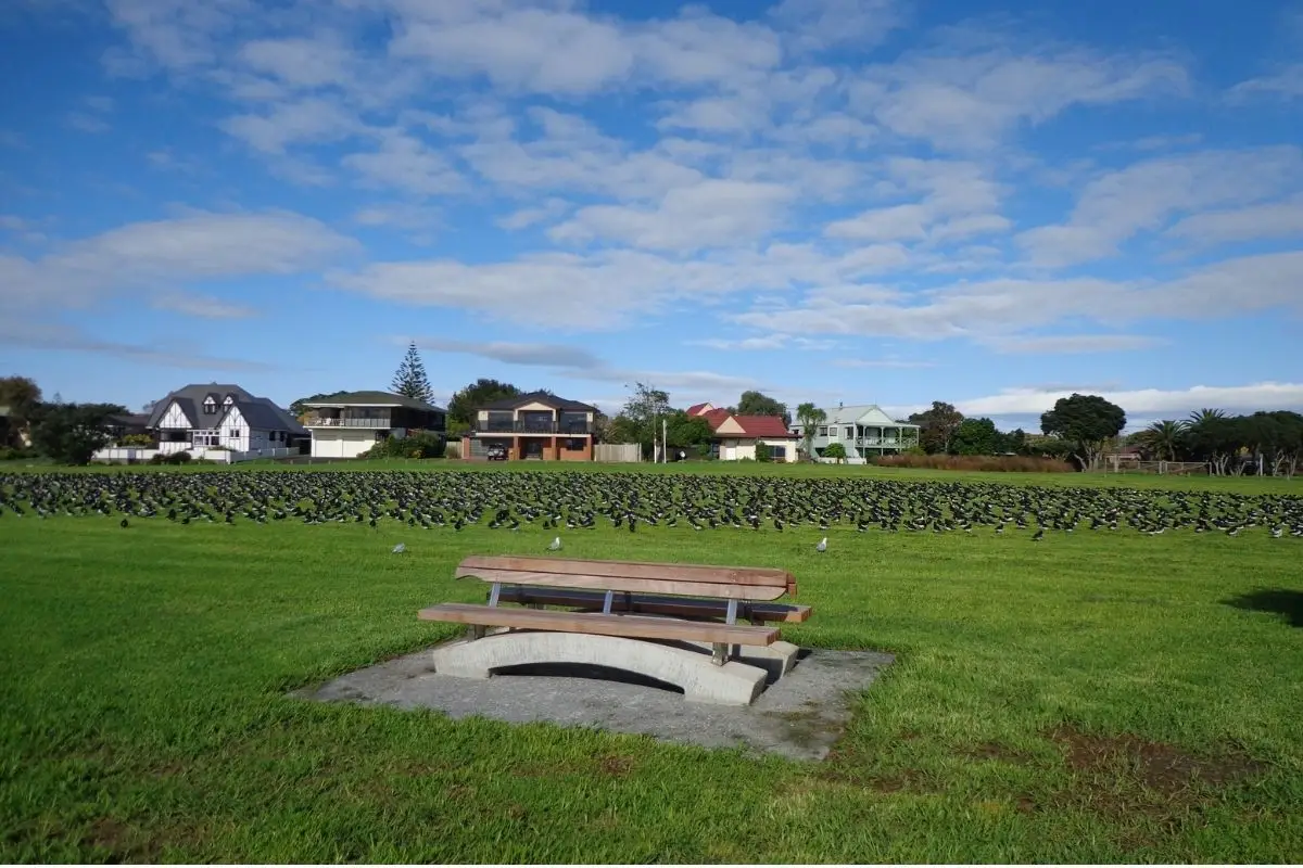 Mangere Godwits in the park