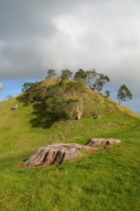 Mangere Mountain Track to Knoll