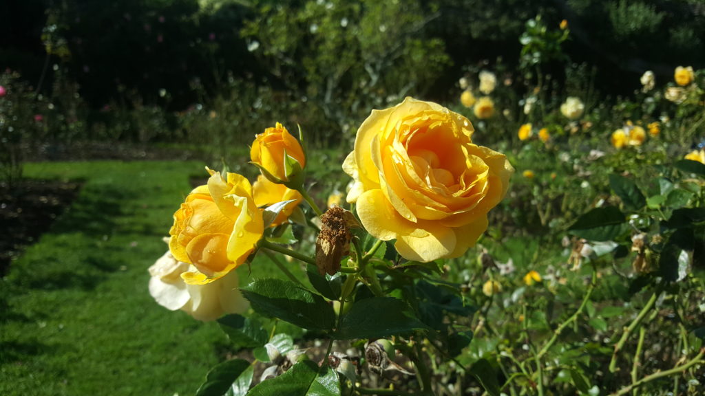 Stunning Roses