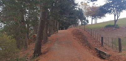Tree-lined track towards Potts Rd