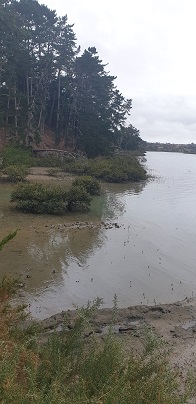 Turanga Creek