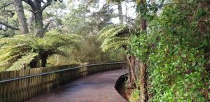 Unsworth Heights boardwalk