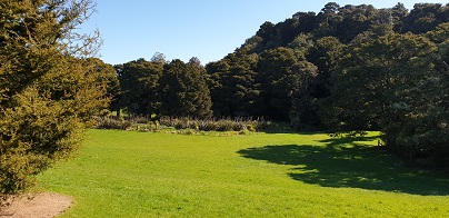 puhinui grass