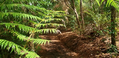 unsworth bush track