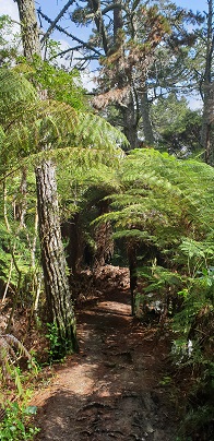 unsworth bush track