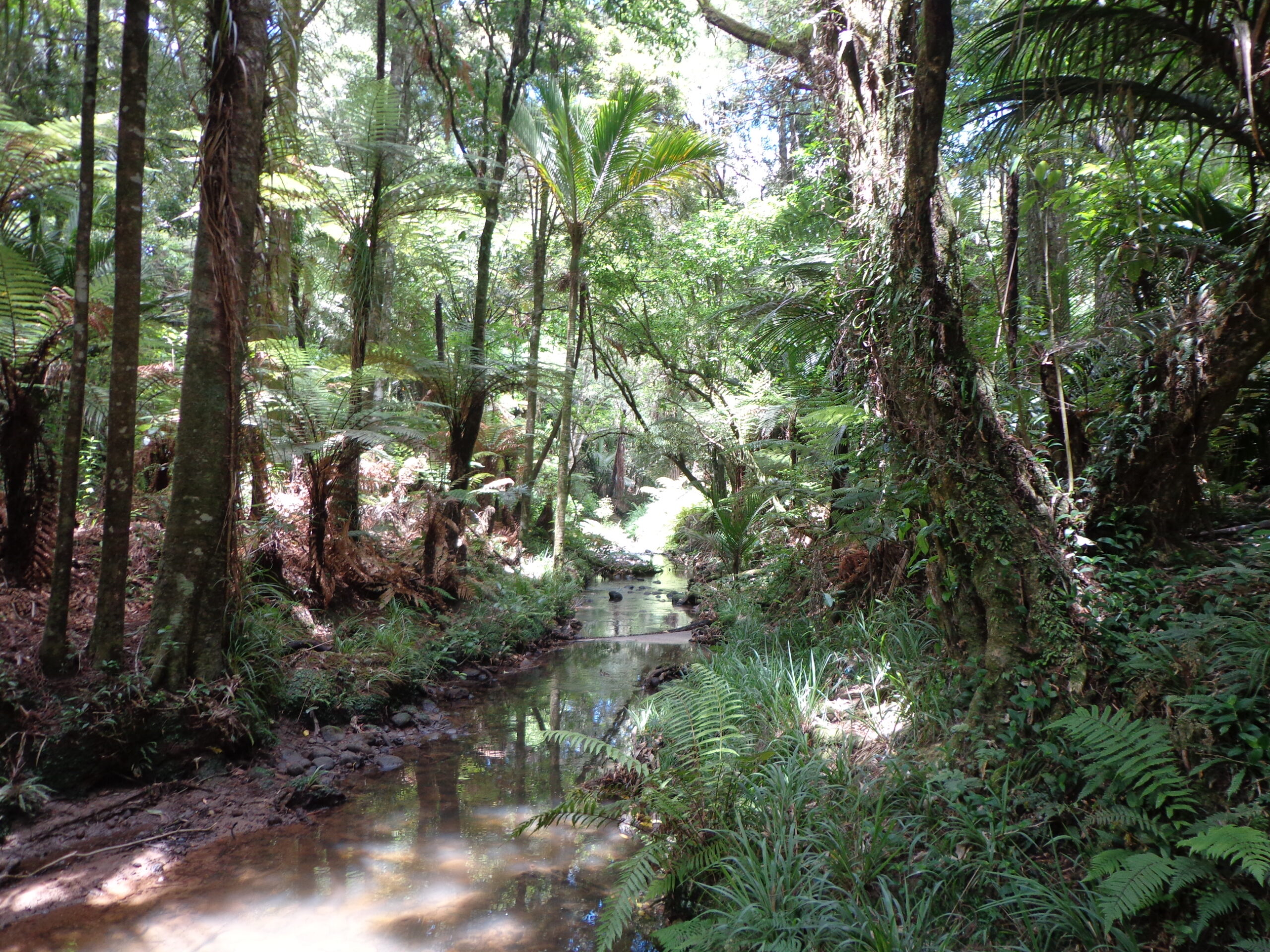 Botanic Gardens and Totara Park Loops