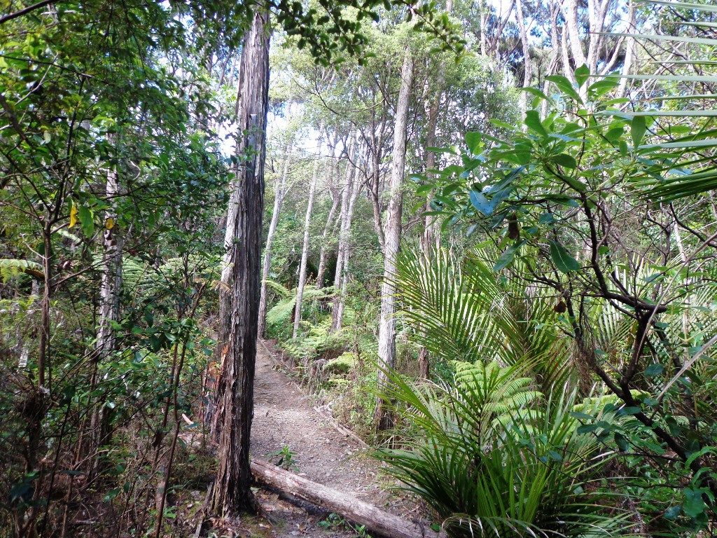 Native bush and trees at Eskadale and Highbury Reserves