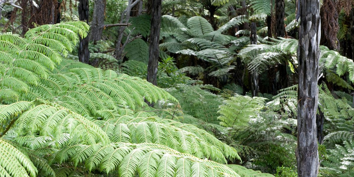 Ferns and bush in Te Atatu walks in West Auckland