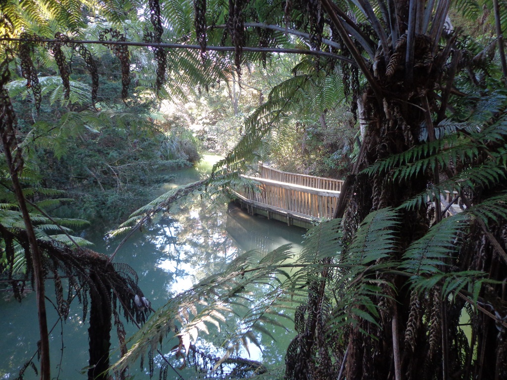 little stream bridge native bush