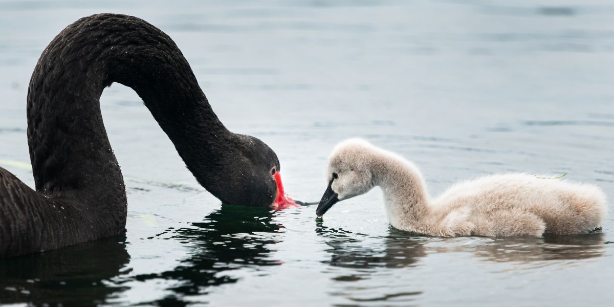 Mother and baby swan on Lake Pupuke in Takapuna