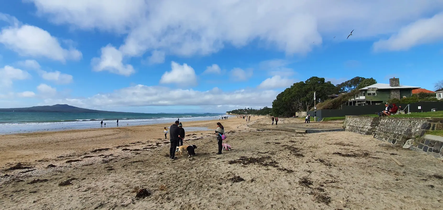 Takapuna Beach with tide out and dog walkers