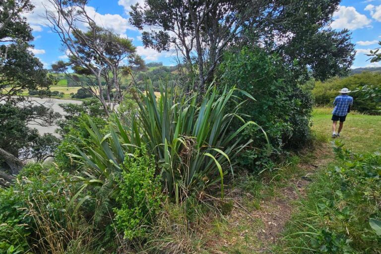 Cudlip Point Lookout walk at Mahurangi West - Down to Te Muri Beach