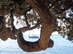 Takapuna to Milford Loop Walk