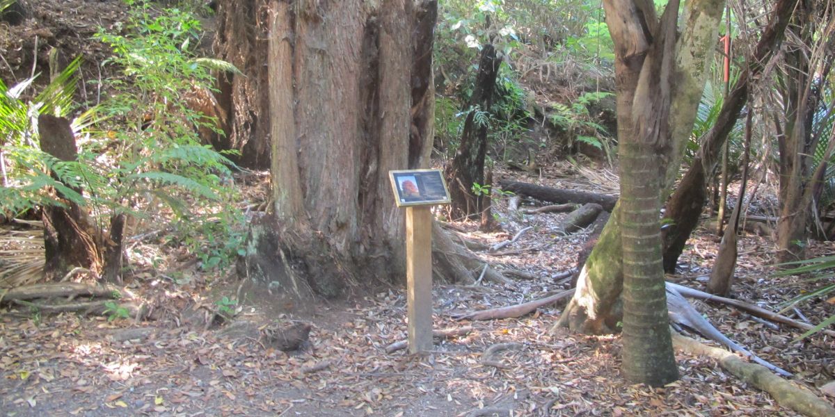 Bush track with tree sign through St Johns in Auckland Central