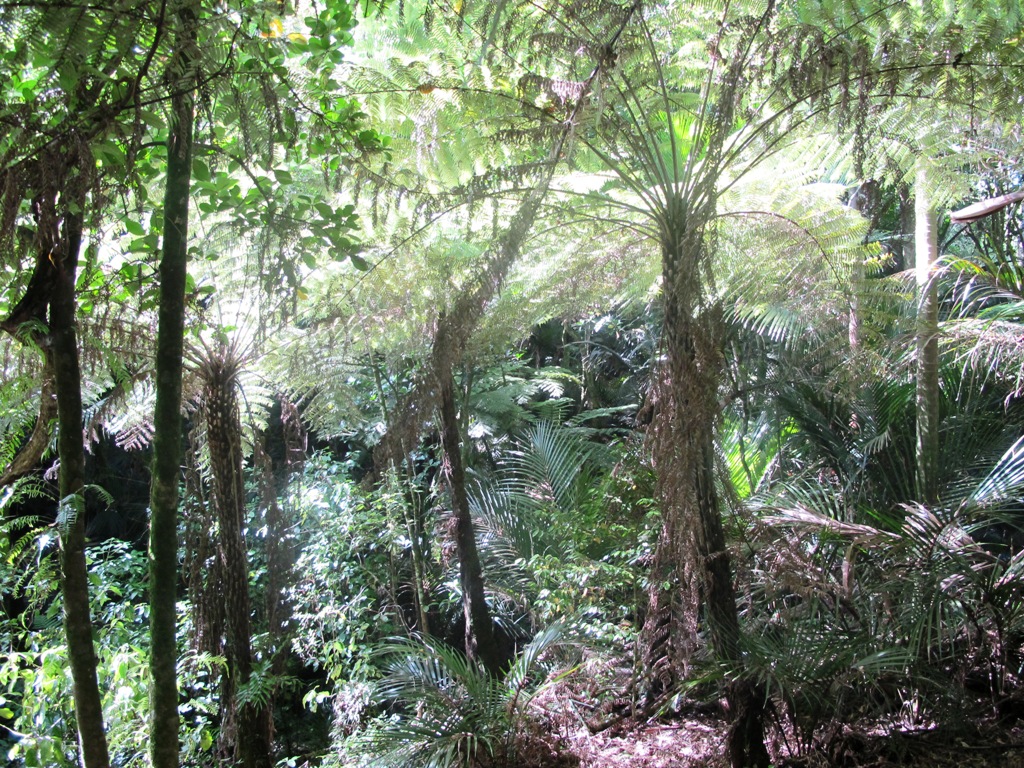 Look down to the plants around saint johns explorer