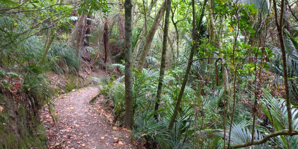 Walking through the bush in Dingle Dell