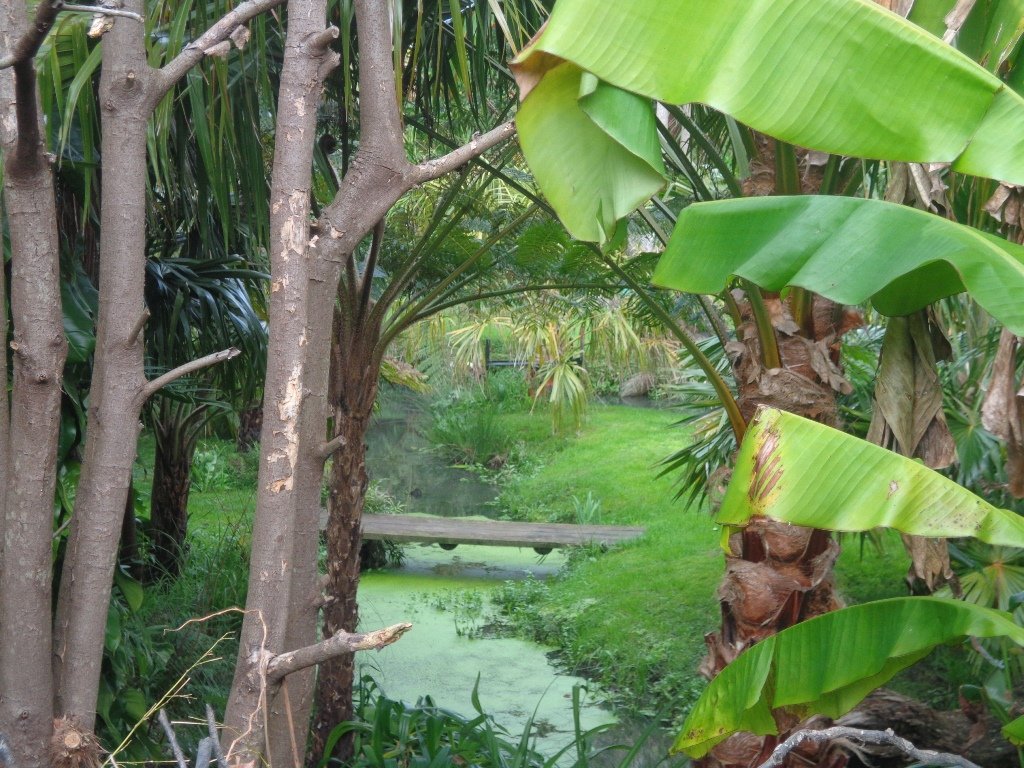 little bridge surrounded by plants and trees