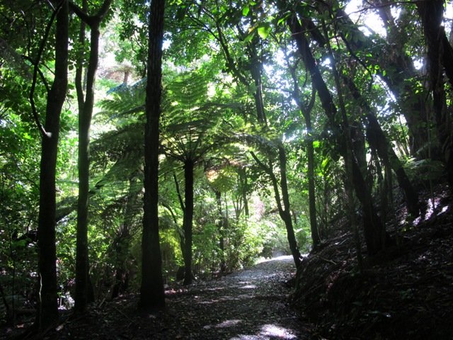 walk path view in the middle of fern and tree
