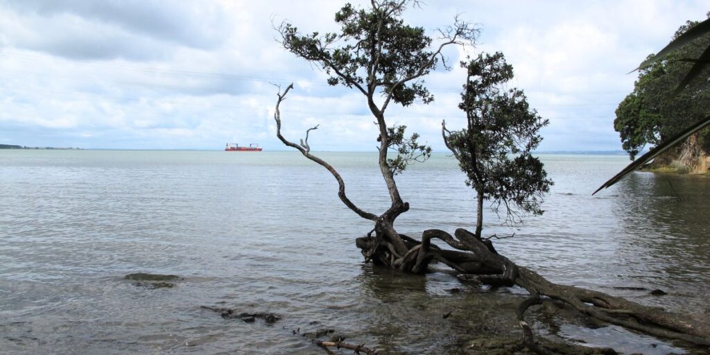 Auckland Walks and Hiking Guide Freewalks.nz