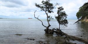Flounder Bay in Blockhouse Bay, Auckland