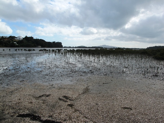 Wet Land view at hobson bay walkway and Parnell