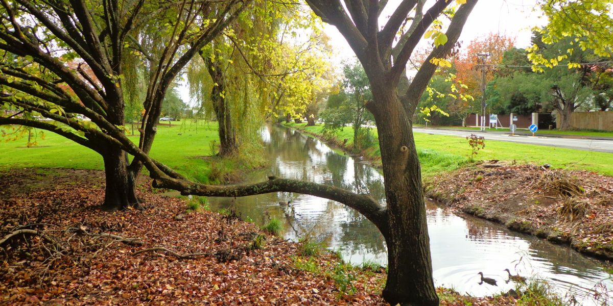 Looking at the creek at Hobson Bay