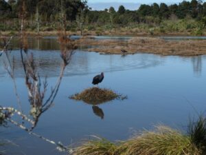 Waiatarua Reserve